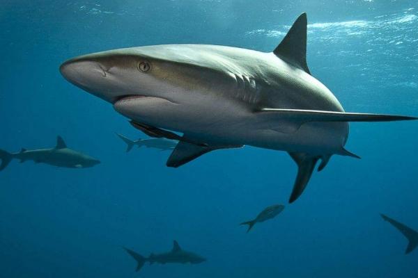 鯊魚是不是魚類 鯊魚會(huì)主動(dòng)攻擊人類嗎