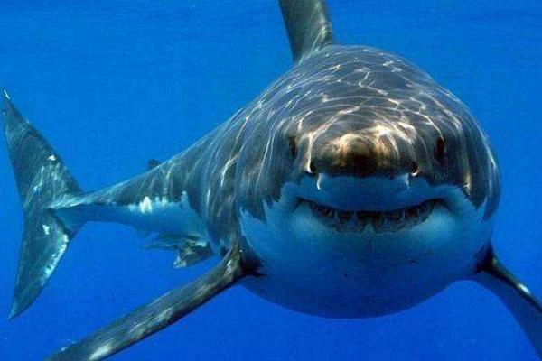 鯊魚是不是魚類 鯊魚會(huì)主動(dòng)攻擊人類嗎