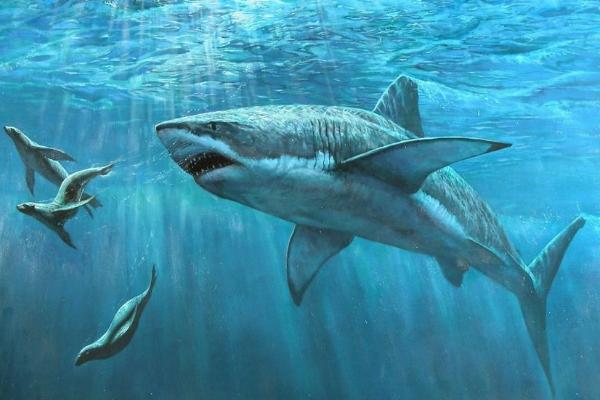 鯊魚是不是魚類 鯊魚會(huì)主動(dòng)攻擊人類嗎