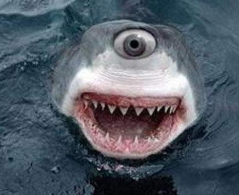 鯊魚是不是魚類 鯊魚會(huì)主動(dòng)攻擊人類嗎