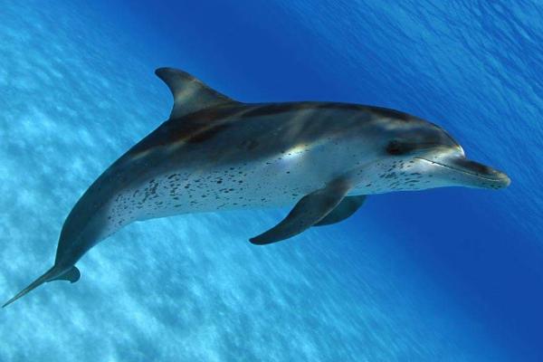 鯊魚是不是魚類 鯊魚會(huì)主動(dòng)攻擊人類嗎