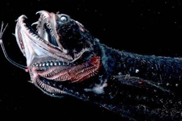 深海龍魚咬人嗎 深海龍魚能吃嗎