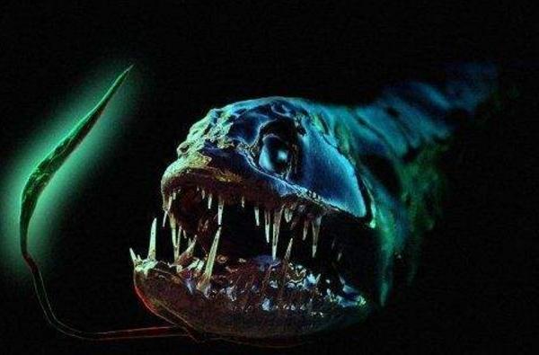 深海龍魚咬人嗎 深海龍魚能吃嗎