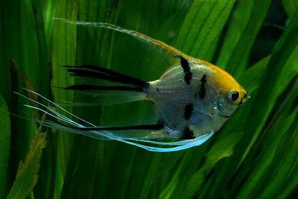 神仙魚好養嗎 神仙魚怎么養