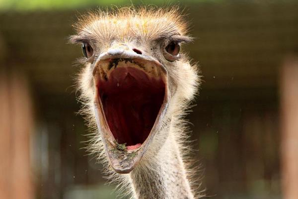鴕鳥怎么養 鴕鳥愛吃什么
