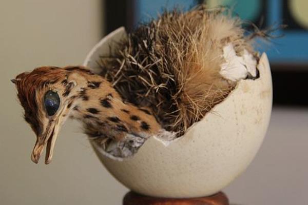 鴕鳥怎么養 鴕鳥愛吃什么