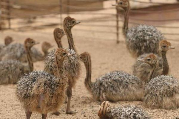 鴕鳥怎么養 鴕鳥愛吃什么