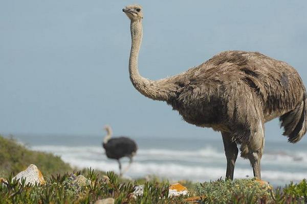 鴕鳥怎么養 鴕鳥愛吃什么