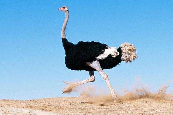 養(yǎng)鴕鳥賺錢嗎 鴕鳥養(yǎng)殖成本與利潤(rùn)分析 養(yǎng)鴕鳥銷路好嗎