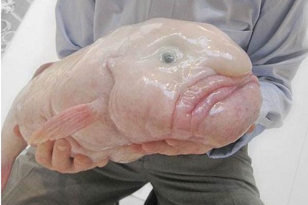 水滴魚咬人嗎 水滴魚能吃嗎