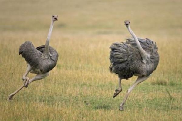 養(yǎng)鴕鳥賺錢嗎 鴕鳥養(yǎng)殖成本與利潤分析 養(yǎng)鴕鳥銷路好嗎