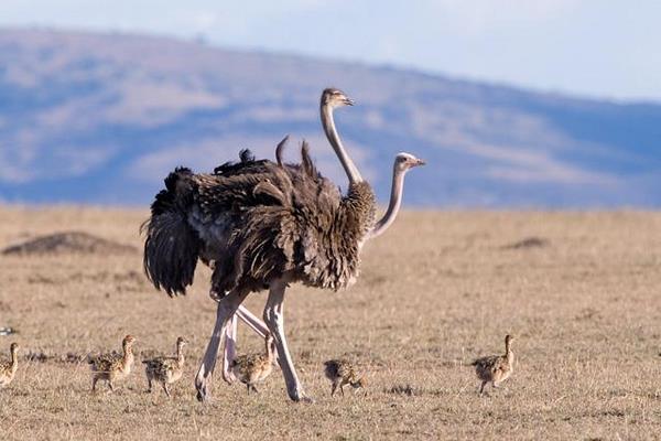 養(yǎng)鴕鳥賺錢嗎 鴕鳥養(yǎng)殖成本與利潤分析 養(yǎng)鴕鳥銷路好嗎