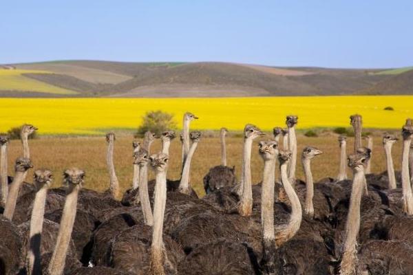 養(yǎng)鴕鳥賺錢嗎 鴕鳥養(yǎng)殖成本與利潤分析 養(yǎng)鴕鳥銷路好嗎