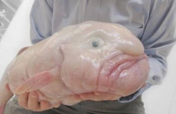 水滴魚咬人嗎 水滴魚能吃嗎