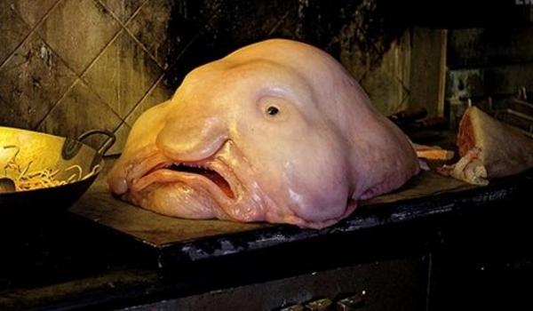 水滴魚咬人嗎 水滴魚能吃嗎