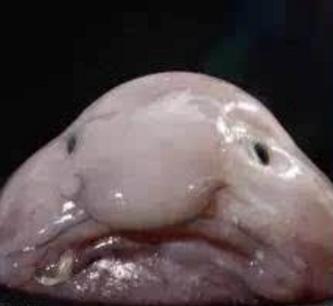 水滴魚咬人嗎 水滴魚能吃嗎