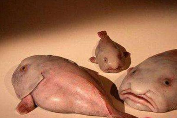 水滴魚咬人嗎 水滴魚能吃嗎