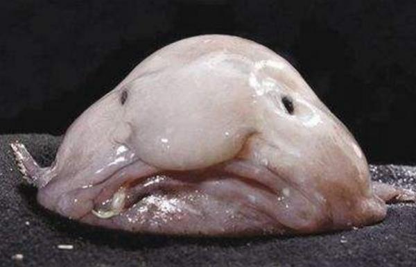 水滴魚咬人嗎 水滴魚能吃嗎