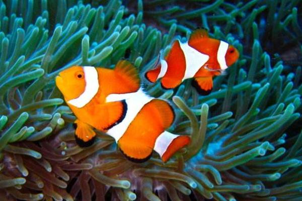 小丑魚(yú)怎么養(yǎng) 小丑魚(yú)吃什么