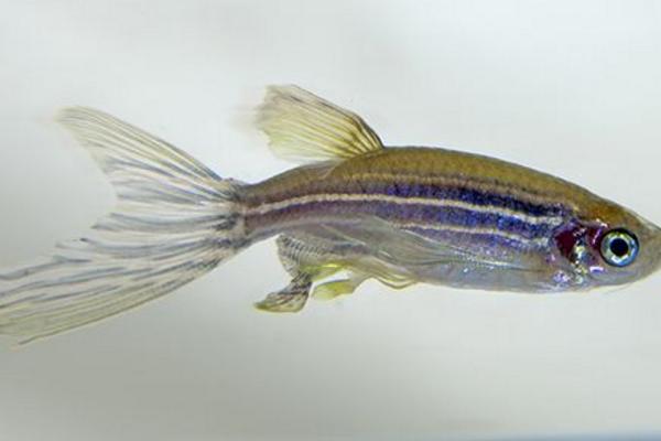 斑馬魚繁殖方法 斑馬魚怎么辨別公母