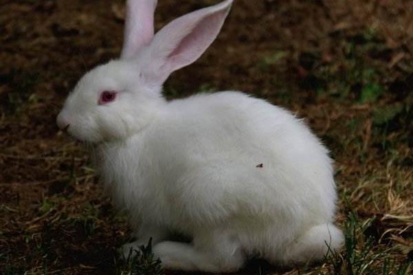 兔死狐悲是什么意思 兔死狐悲的來源故事