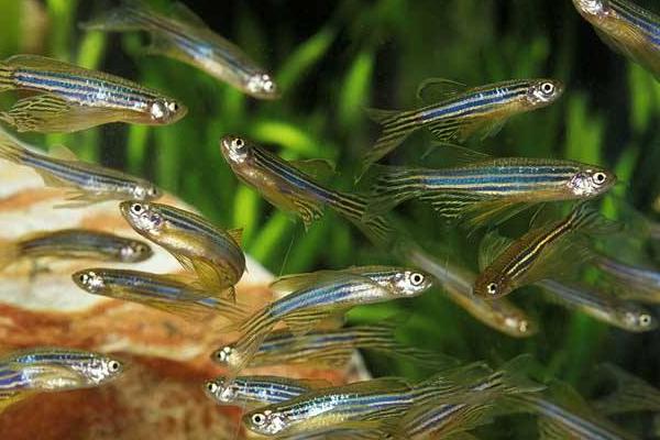 斑馬魚繁殖方法 斑馬魚怎么辨別公母