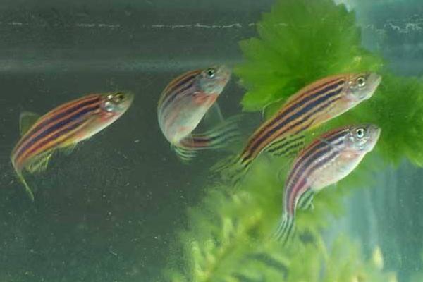 斑馬魚繁殖方法 斑馬魚怎么辨別公母