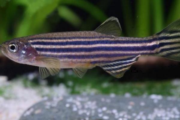 斑馬魚繁殖方法 斑馬魚怎么辨別公母