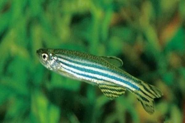 斑馬魚繁殖方法 斑馬魚怎么辨別公母