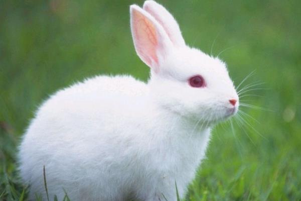 兔死狐悲是什么意思 兔死狐悲的來源故事