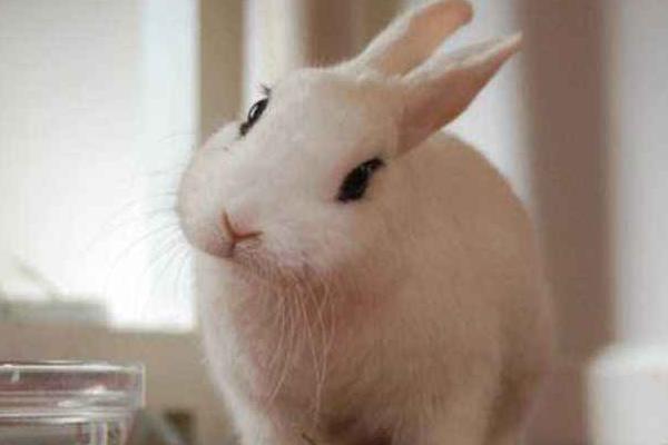 兔死狐悲是什么意思 兔死狐悲的來源故事