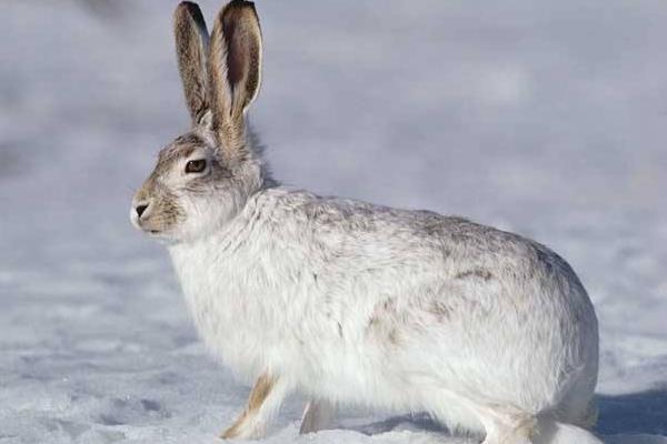 兔死狐悲是什么意思 兔死狐悲的來源故事