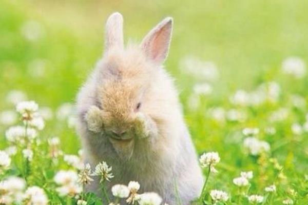 兔死狐悲是什么意思 兔死狐悲的來源故事