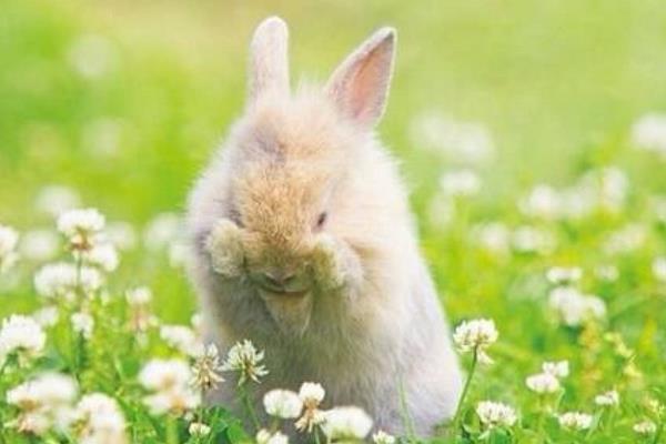 肉兔和寵物兔的區別是什么 肉兔可以當寵物嗎