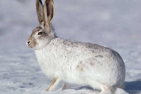 肉兔市場價格多少錢一斤 肉兔有哪些品種