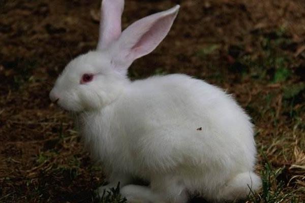 肉兔市場價格多少錢一斤 肉兔有哪些品種