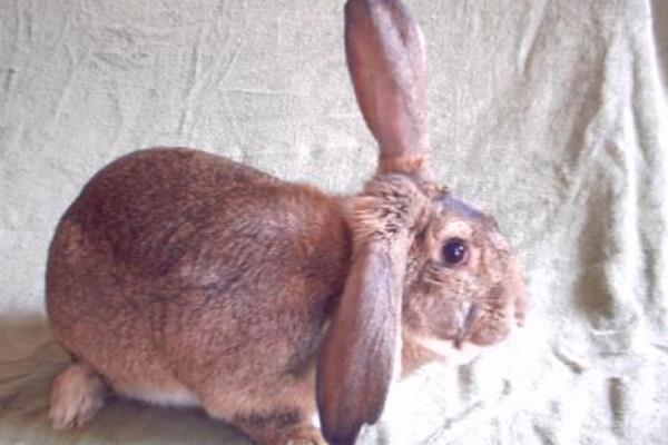 肉兔市場價格多少錢一斤 肉兔有哪些品種