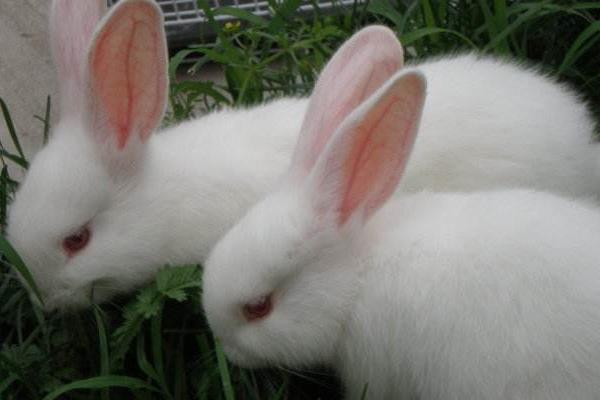 肉兔市場價格多少錢一斤 肉兔有哪些品種