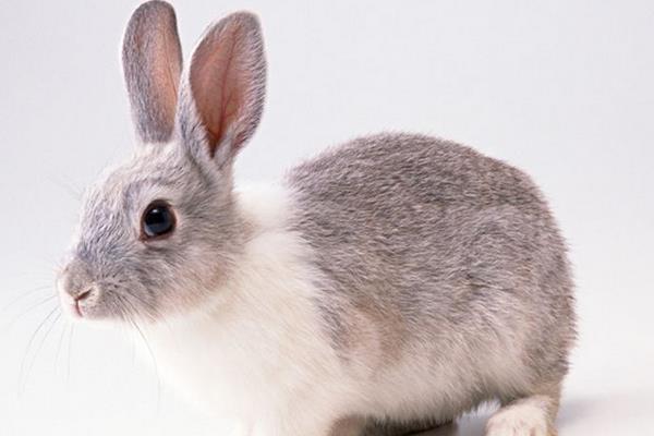 肉兔市場價格多少錢一斤 肉兔有哪些品種