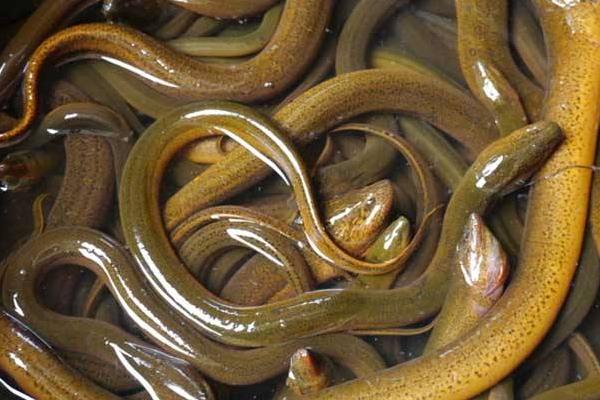 鱔魚在家怎么養(yǎng) 鱔魚用什么養(yǎng) 鱔魚喂什么