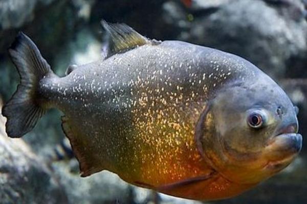 水虎魚市場價格多少錢一條 什么魚能和水虎魚混養(yǎng)