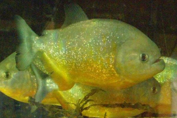 水虎魚市場(chǎng)價(jià)格多少錢一條 什么魚能和水虎魚混養(yǎng)