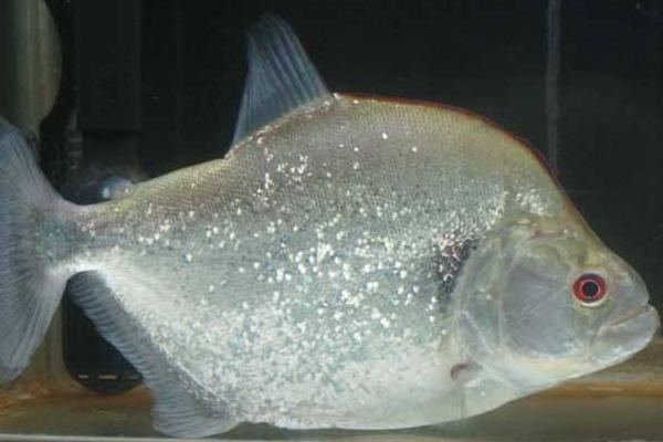 水虎魚市場(chǎng)價(jià)格多少錢一條 什么魚能和水虎魚混養(yǎng)