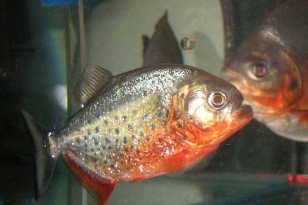 水虎魚市場(chǎng)價(jià)格多少錢一條 什么魚能和水虎魚混養(yǎng)