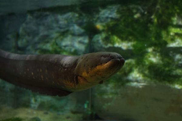 水虎魚市場(chǎng)價(jià)格多少錢一條 什么魚能和水虎魚混養(yǎng)