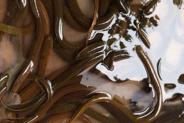 野生黃鱔血怎么吃 面癱用黃鱔血有用嗎