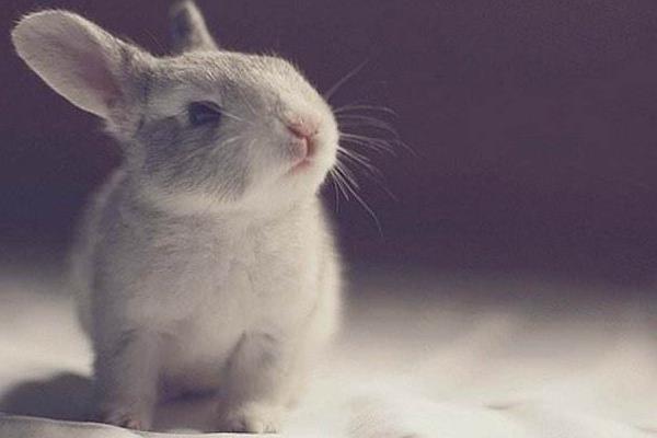 肉兔和寵物兔的區別是什么 肉兔可以當寵物嗎