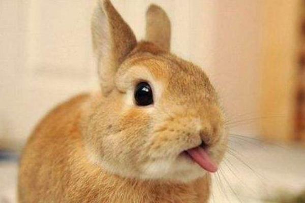 肉兔和寵物兔的區別是什么 肉兔可以當寵物嗎