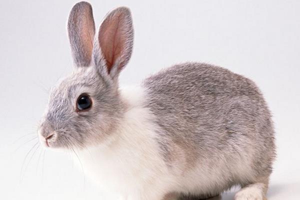 肉兔和寵物兔的區別是什么 肉兔可以當寵物嗎