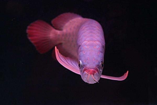 龍魚水溫多少合適 龍魚怎么繁殖